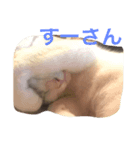 すーさんすーさん（個別スタンプ：1）
