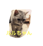 すーさんすーさん（個別スタンプ：3）