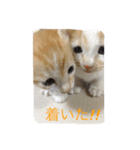我が家のお猫様part1（個別スタンプ：1）