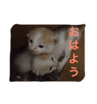 我が家のお猫様part1（個別スタンプ：2）