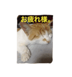 我が家のお猫様part1（個別スタンプ：4）