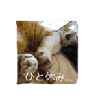 我が家のお猫様part1（個別スタンプ：6）