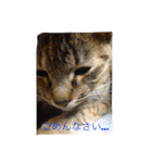 我が家のお猫様part1（個別スタンプ：7）