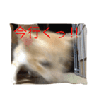 我が家のお猫様part1（個別スタンプ：8）