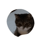 うちの2匹猫（個別スタンプ：4）