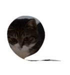 うちの2匹猫（個別スタンプ：5）