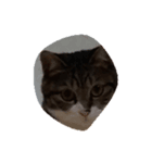 うちの2匹猫（個別スタンプ：6）