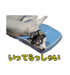 ハスキー犬のレオ写真スタンプ No.2（個別スタンプ：4）