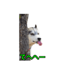 ハスキー犬のレオ写真スタンプ No.2（個別スタンプ：11）