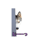 ハスキー犬のレオ写真スタンプ No.2（個別スタンプ：26）