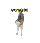 ハスキー犬のレオ写真スタンプ No.2（個別スタンプ：31）