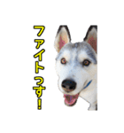 ハスキー犬のレオ写真スタンプ No.2（個別スタンプ：36）
