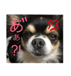 チワワんこ（個別スタンプ：4）