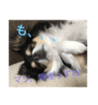 チワワんこ（個別スタンプ：7）