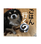 チワワんこ（個別スタンプ：8）