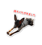 ミニチュアピンシャー愛犬みきお（個別スタンプ：1）