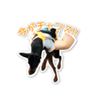 ミニチュアピンシャー愛犬みきお（個別スタンプ：2）