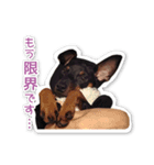 ミニチュアピンシャー愛犬みきお（個別スタンプ：3）
