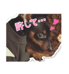 ミニチュアピンシャー愛犬みきお（個別スタンプ：4）