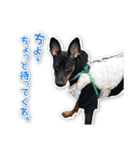 ミニチュアピンシャー愛犬みきお（個別スタンプ：5）