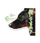 ミニチュアピンシャー愛犬みきお（個別スタンプ：6）