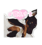 ミニチュアピンシャー愛犬みきお（個別スタンプ：7）