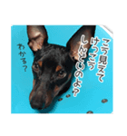 ミニチュアピンシャー愛犬みきお（個別スタンプ：8）