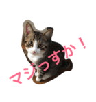 幸せ呼ぶ鍵しっぽ（個別スタンプ：1）