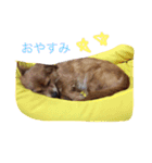 コロネちゃん（個別スタンプ：1）