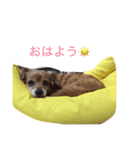 コロネちゃん（個別スタンプ：4）