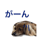 コロネちゃん（個別スタンプ：11）