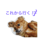 コロネちゃん（個別スタンプ：16）