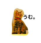 my pet cat kirari（個別スタンプ：1）