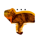 my pet cat kirari（個別スタンプ：2）