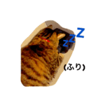 my pet cat kirari（個別スタンプ：3）