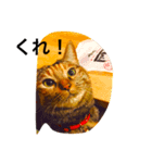 my pet cat kirari（個別スタンプ：4）