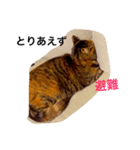 my pet cat kirari（個別スタンプ：5）