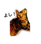 my pet cat kirari（個別スタンプ：6）