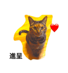my pet cat kirari（個別スタンプ：7）