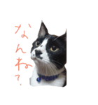 かわいい仲間たち（個別スタンプ：6）