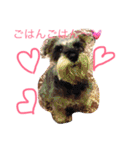 ミニチュアシュナウザーのピノとエル（個別スタンプ：1）