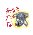 ミニチュアシュナウザーのピノとエル（個別スタンプ：8）