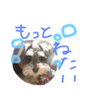 ミニチュアシュナウザーのピノとエル（個別スタンプ：13）