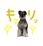 ミニチュアシュナウザーのピノとエル（個別スタンプ：14）