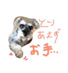 ミニチュアシュナウザーのピノとエル（個別スタンプ：18）