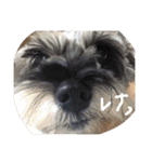 ミニチュアシュナウザーのピノとエル（個別スタンプ：21）