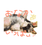 ミニチュアシュナウザーのピノとエル（個別スタンプ：24）