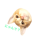 ねこのいるせいかつ2（個別スタンプ：1）