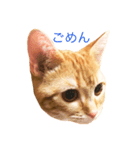 ねこのいるせいかつ2（個別スタンプ：3）