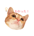 ねこのいるせいかつ2（個別スタンプ：4）